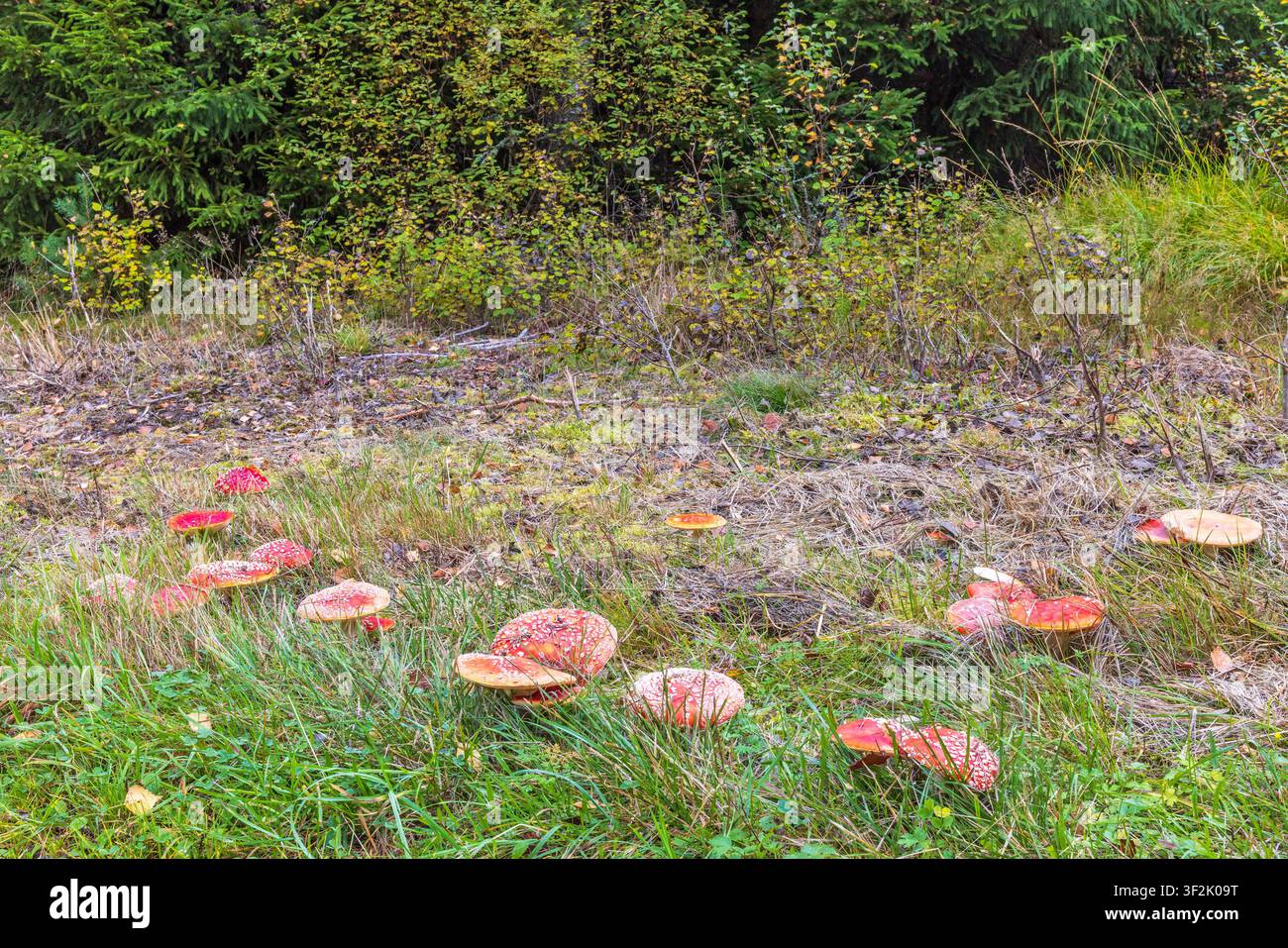 Fliegenpilze auf dem Boden eines Waldes Stockfoto