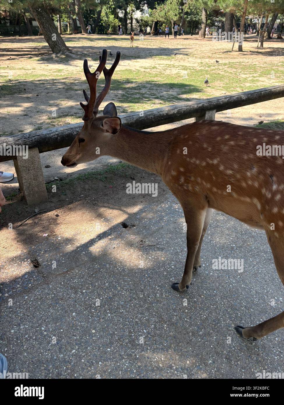 Sika-Hirsch mit Porenhirschgeweih in Nara-Park, Japan, aus nächster Nähe fotografiert. Die heiligen freilebenden Hirsche nähern sich den Besuchern im Sommer frei. Stockfoto