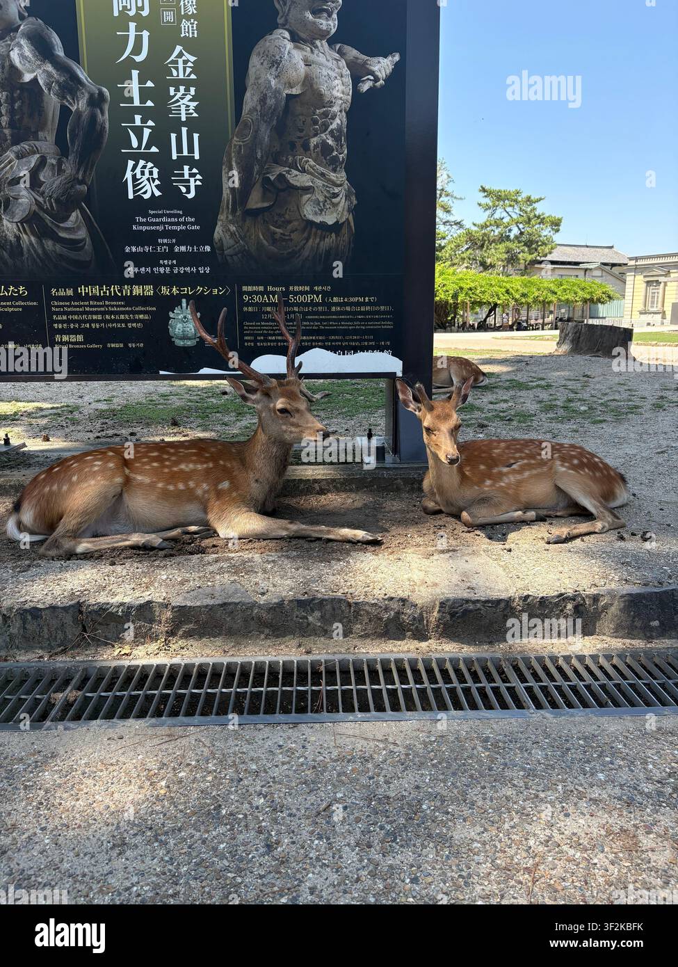 29. Juli 2025, Nara, Japan – Zwei gefleckte Sikadeer ruhen auf dem Pflaster neben einem mehrsprachigen Museumsaustellungsschild in der Nähe des Nara-Parks, Japan. - Smartphone-aufgenommenes Stockfoto