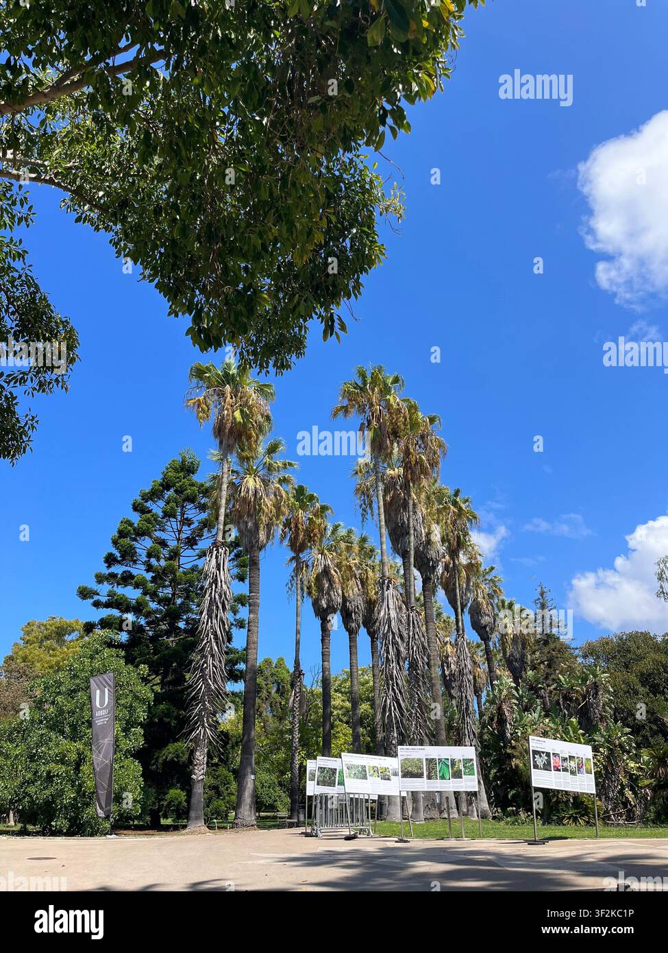 7. September 2023, Botanischer Garten (Ort noch unbekannt), Australien – Dramatische Blickwinkelaufnahme von hohen Palmen und tropischer Vegetation vor einem lebhaften blauen Himmel mit Informationsschildern. - Smartphone-aufgenommenes Stockfoto
