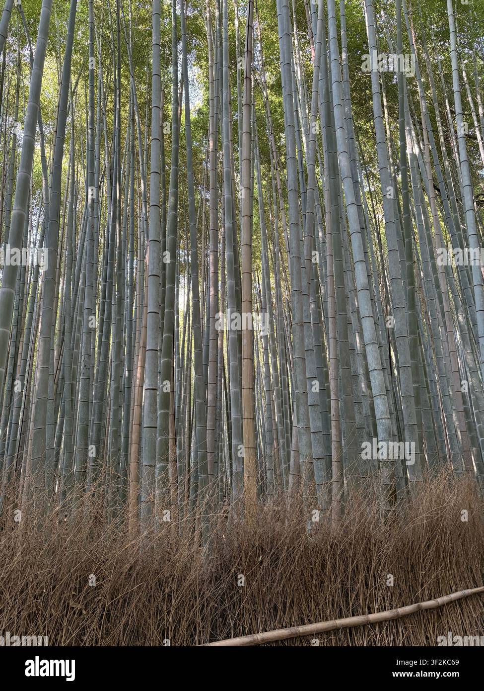 Niedrige diagonale Perspektive in einem dichten Bambuswald in Arashiyama, Kyoto, Japan. Hohe grüne Halme bilden starke grafische Linien vor dem gesprenkelten Sommerlicht. - Smartphone-aufgenommenes Stockfoto