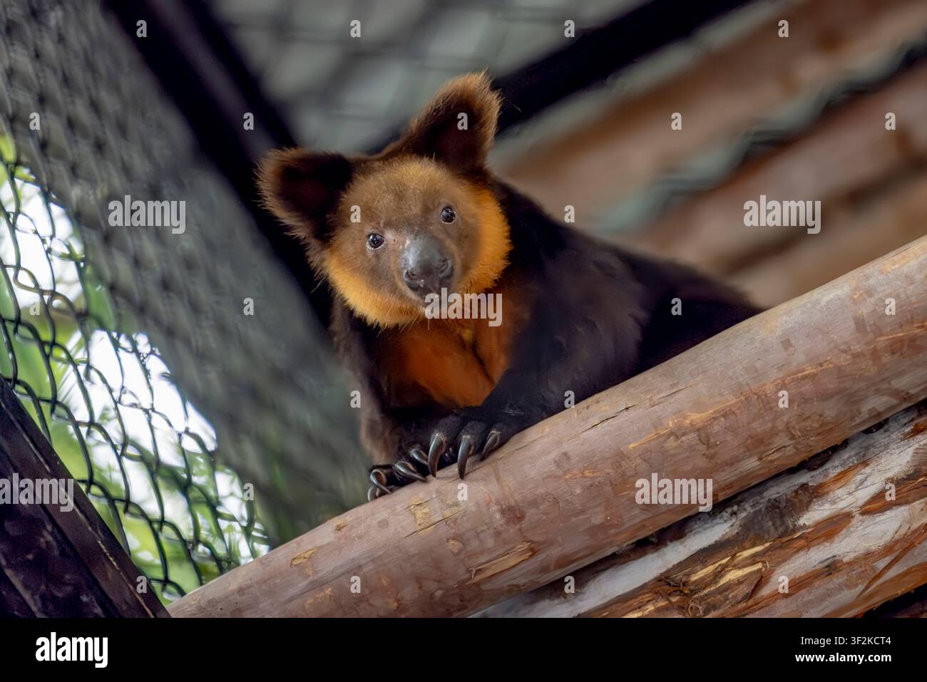 Ein Ursinus-Baumkänguru Dendrolagus ursinus ruht auf einem Ast und zeigt sein dunkles Fell, seine kräftigen Gliedmaßen und seinen langen Balance-Schwanz. Stockfoto