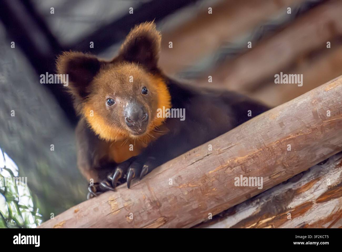 Ein Ursinus-Baumkänguru Dendrolagus ursinus ruht auf einem Ast und zeigt sein dunkles Fell, seine kräftigen Gliedmaßen und seinen langen Balance-Schwanz. Stockfoto