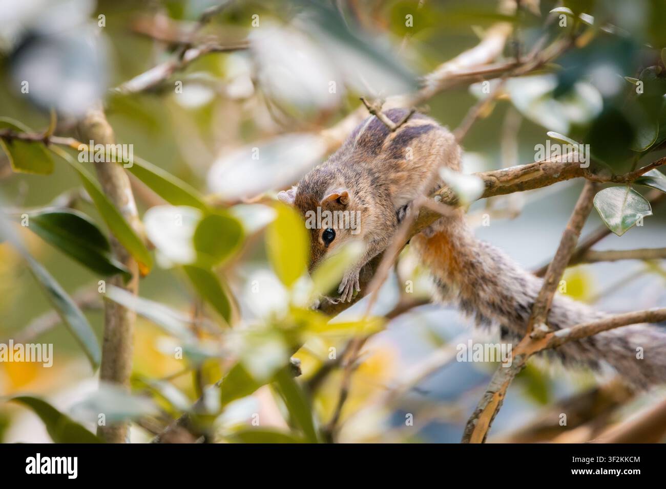 Indisches Palmhörnchen klettert durch Äste, während es Nahrung in Sri Lanka trägt. Stockfoto