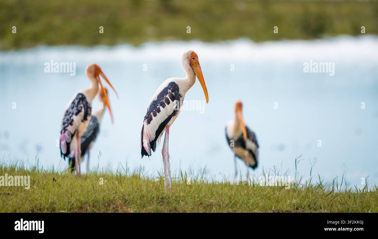 Beschriebener Storch im scharfen Fokus mit anderen Mitgliedern der Herde sanft verschwommen in der Nähe einer Lagune im Udawalawe-Nationalpark, Sri Lanka. Stockfoto