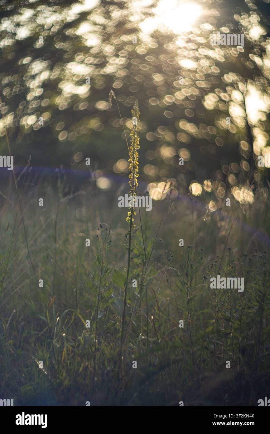 Hoher gelber Blumenstiel, der im goldenen Sonnenlicht durch Wald-Bokeh leuchtet Stockfoto