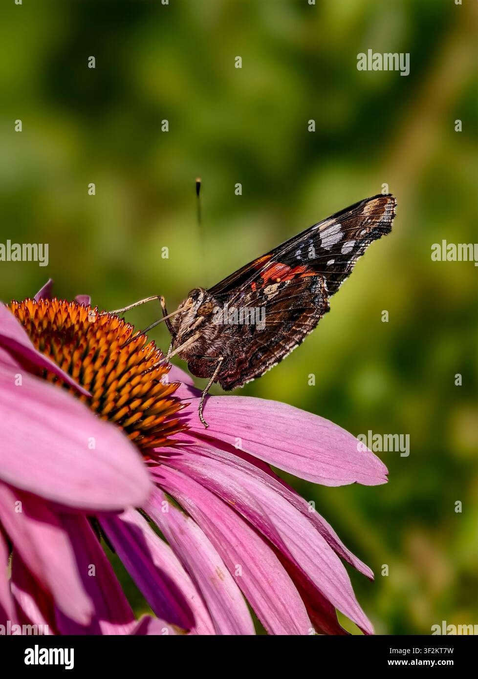 Lebendige Schmetterlinge ruhen auf einer rosa Sonnenblume vor einem weichen grünen Hintergrund, in sanftem natürlichem Licht gebadet – ein ruhiger, harmonischer Makro-Hintergrund Stockfoto