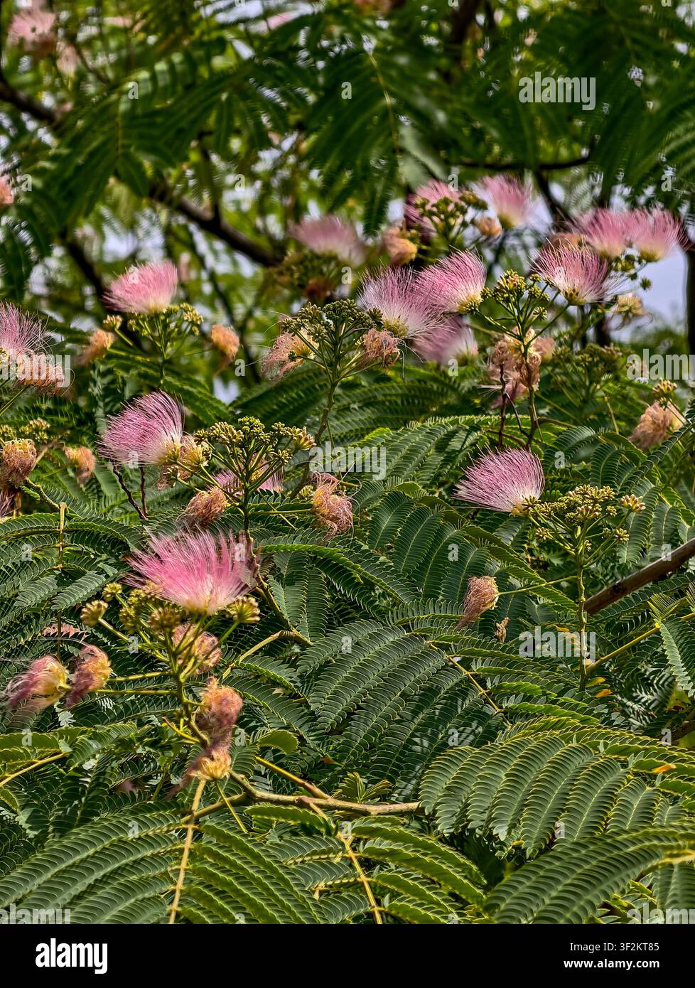 Rosa Seidenbaumblüten Nahaufnahme, exotische Albizia julibrissin Blüte mit fedrigen grünen Blättern seltener Zierbaum botanischer Naturhintergrund für Wellness Stockfoto