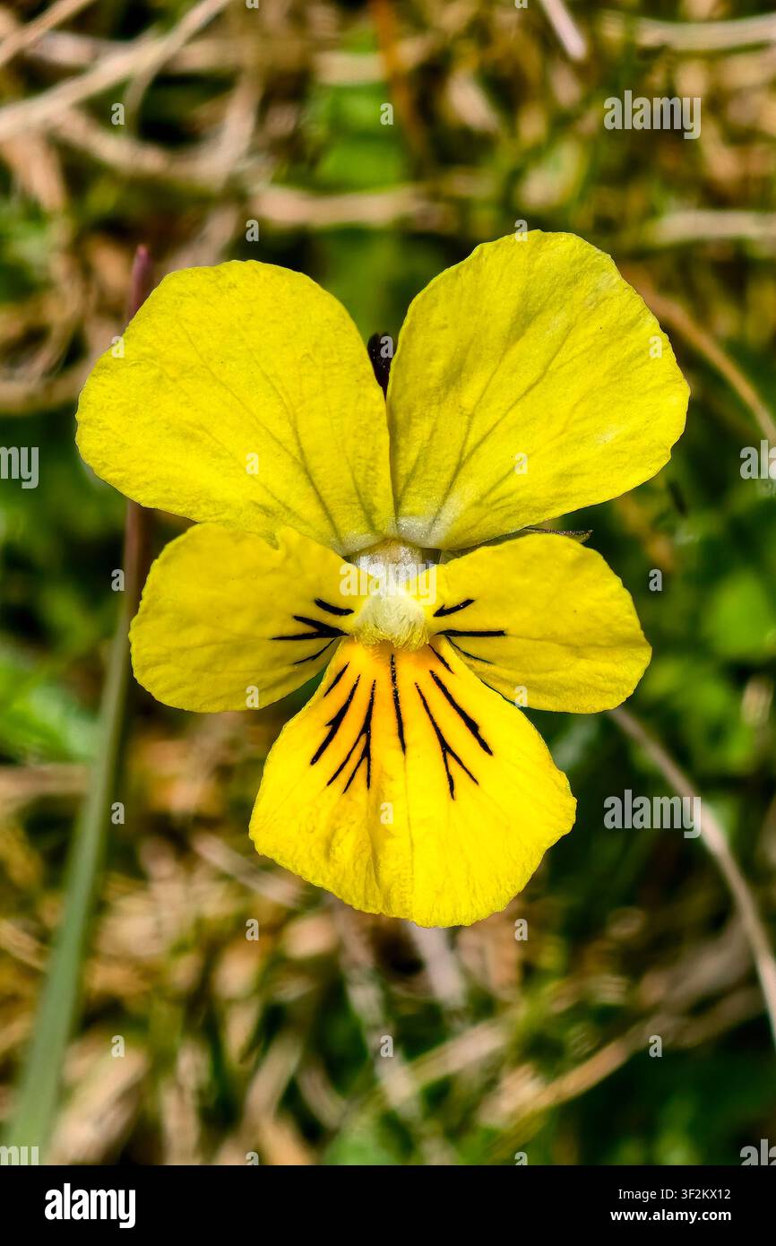 Berg Stiefmütterchen Viola lutea Stockfoto