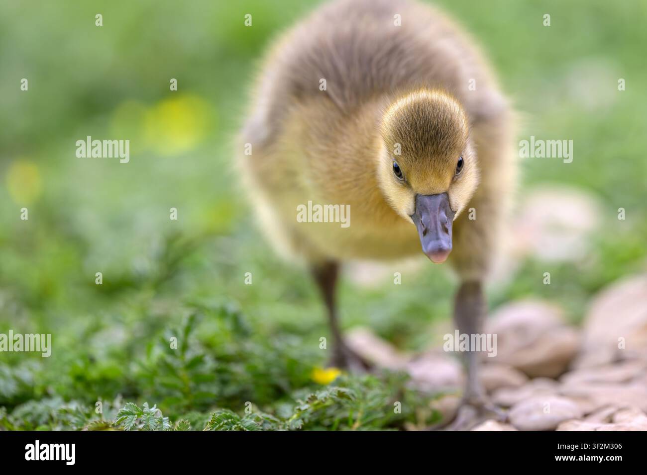 Junges Graugansgänschen geht auf die Kamera zu über Gras mit flacher Schärfentiefe und weichem grünem Hintergrund Stockfoto