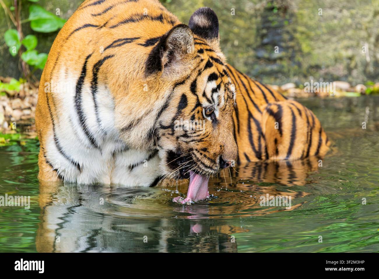 Ein Indochina-Tiger (Panthera tigris corbetti) trinkt Wasser aus einem Teich in seinem naturgetreuen Lebensraum. Stockfoto