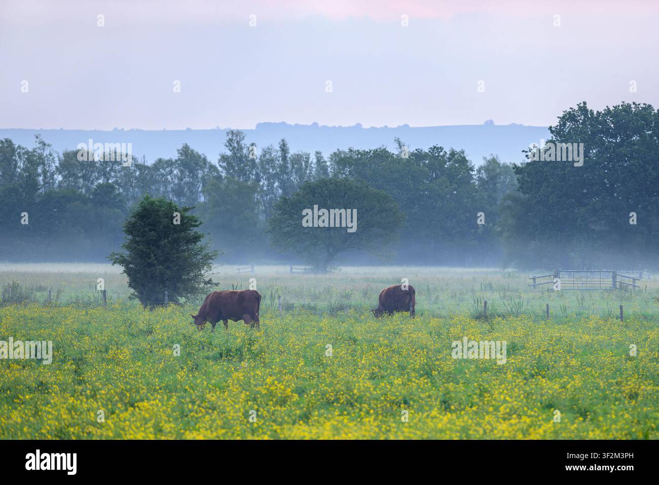 Braune Kühe grasen auf einer Butterblumenwiese im nebligen Morgengrauen in den Somerset Levels, Somerset, UK Stockfoto