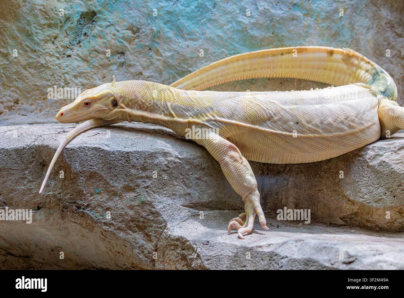 Ein albino Asiatischer Wassermonitor (Varanus salvator) mit blassen Schuppen und charakteristischen rosa Augen. Stockfoto