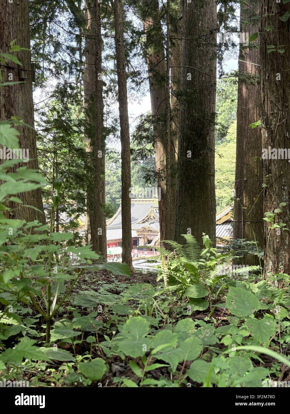 Nahaufnahme durch verwitterte Holzplanken, die mit Farnen, Ranken und wilder grüner Vegetation bedeckt sind, mit Bäumen und einer Struktur im Hintergrund. - Smartphone-aufgenommenes Stockfoto