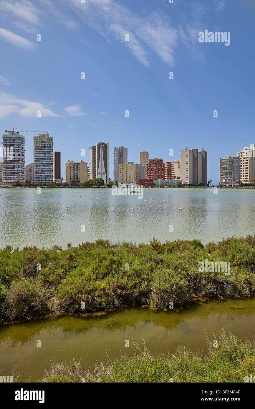 Flamingos füttern in der Lagune mit der Skyline von Calpe und blauem Himmel. Calpe, Spanien - 11. Juli 2026. Stockfoto