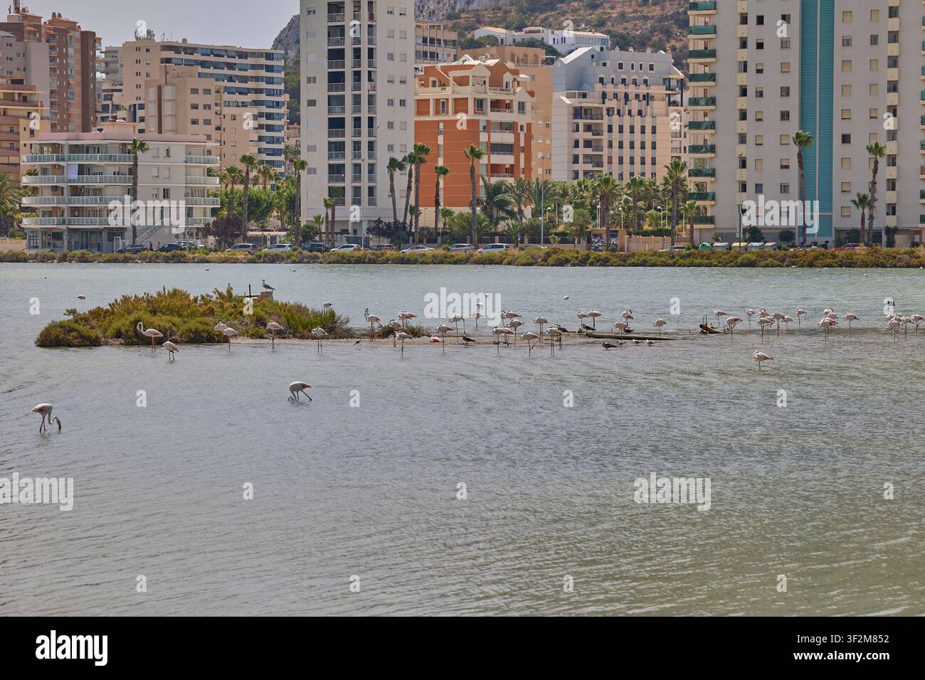 Flamingos füttern in einer Lagune mit der Skyline von Calpe und blauem Himmel in Spanien. Stockfoto