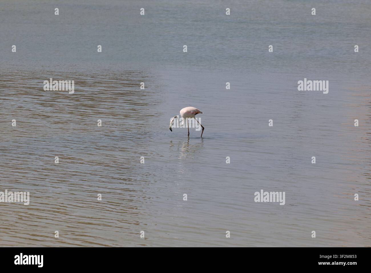 Flamingos füttern in einer Lagune mit der Skyline von Calpe und blauem Himmel in Spanien. Stockfoto