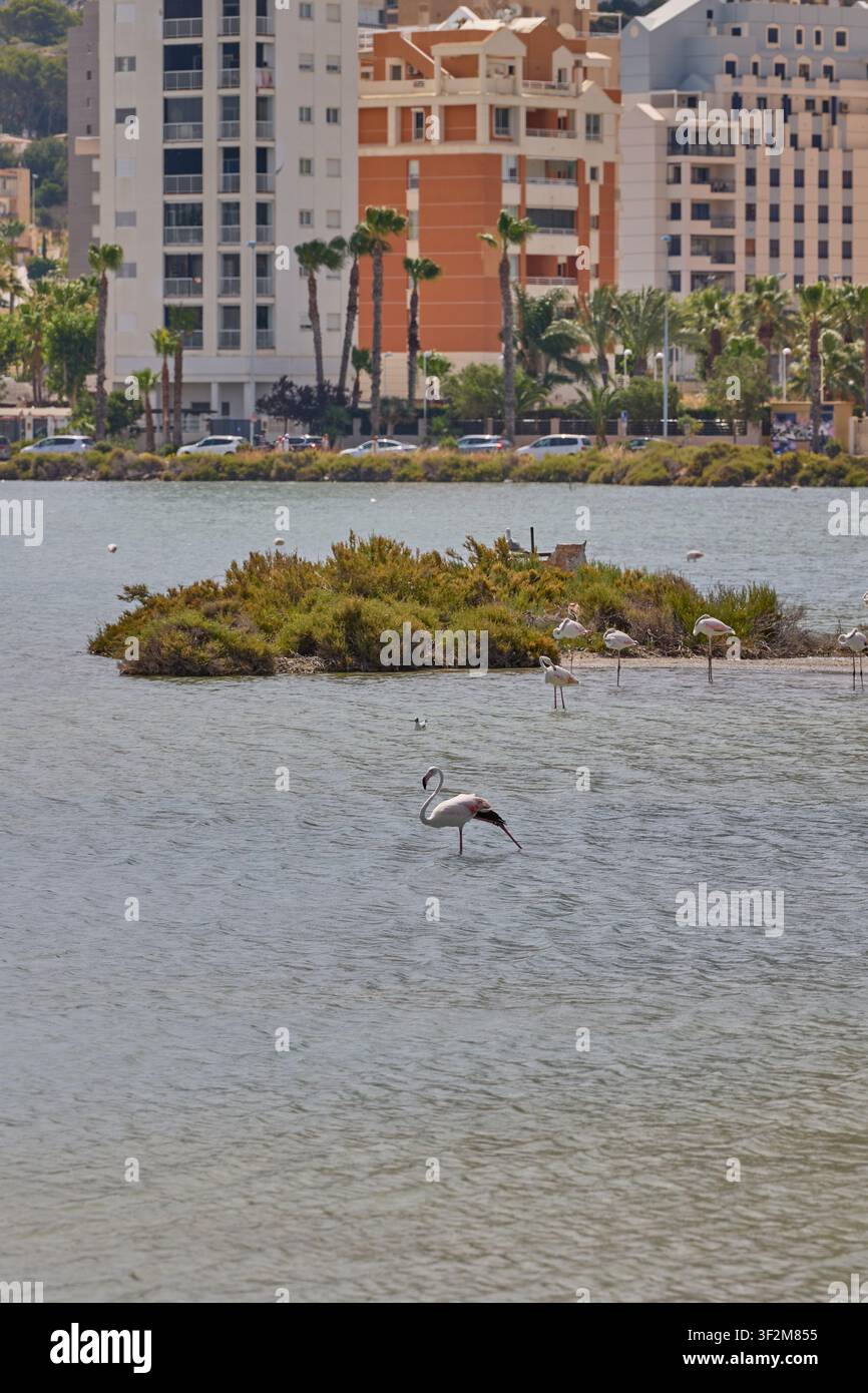 Flamingos füttern in einer Lagune mit der Skyline von Calpe und blauem Himmel in Spanien. Stockfoto