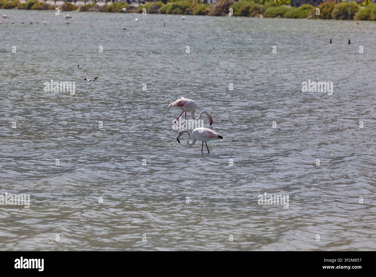 Flamingos füttern in einer Lagune mit der Skyline von Calpe und blauem Himmel in Spanien. Stockfoto
