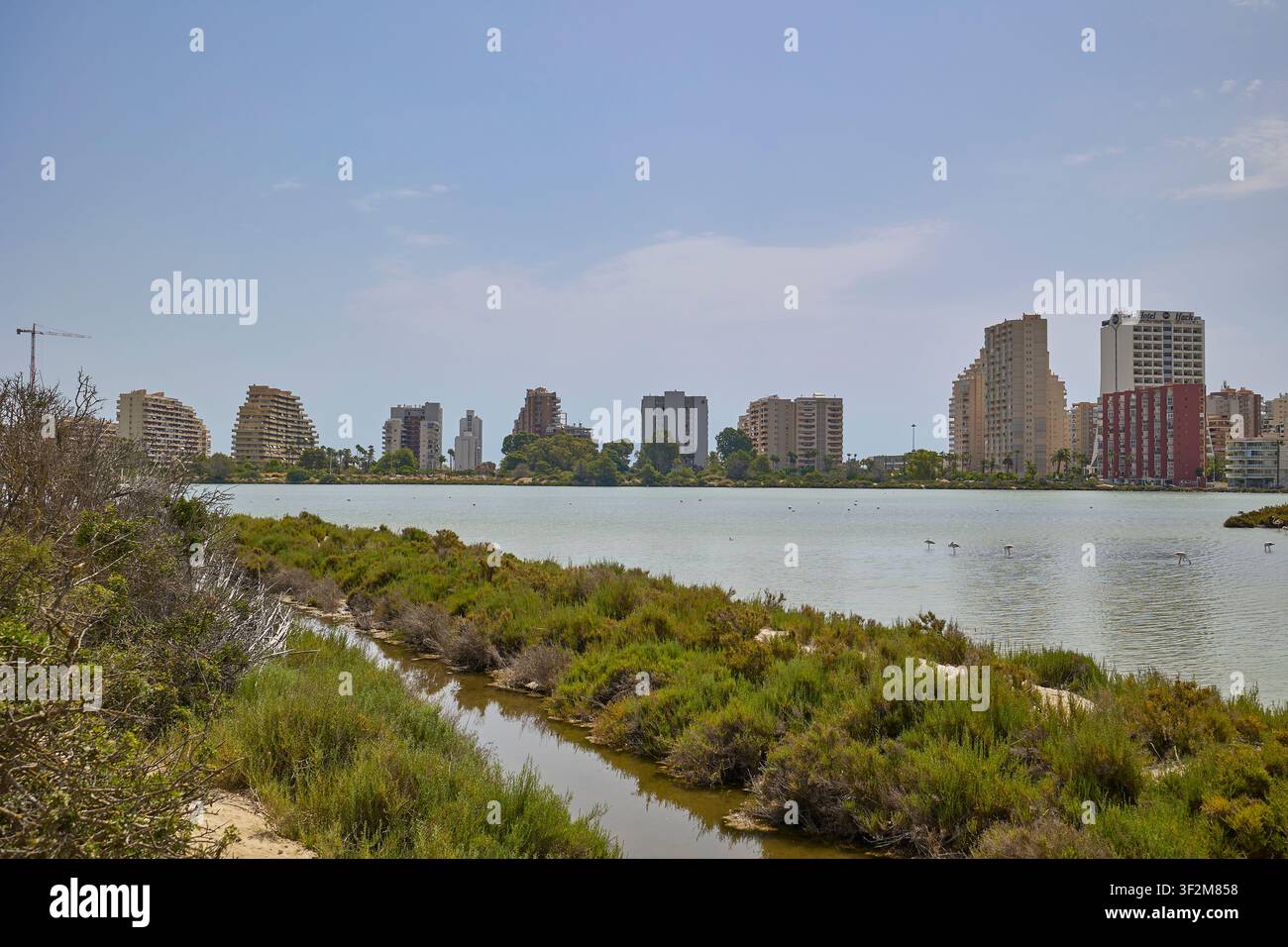 Flamingos füttern in der Lagune mit der Skyline von Calpe und blauem Himmel. Calpe, Spanien - 11. Juli 2026. Stockfoto