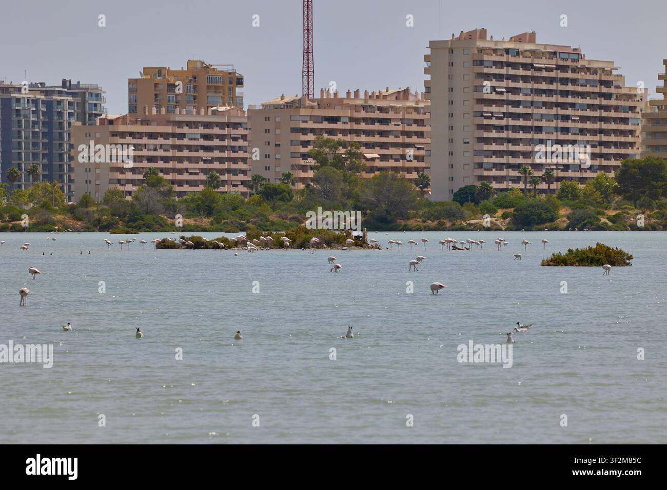 Flamingos füttern in einer Lagune mit der Skyline von Calpe und blauem Himmel in Spanien. Stockfoto
