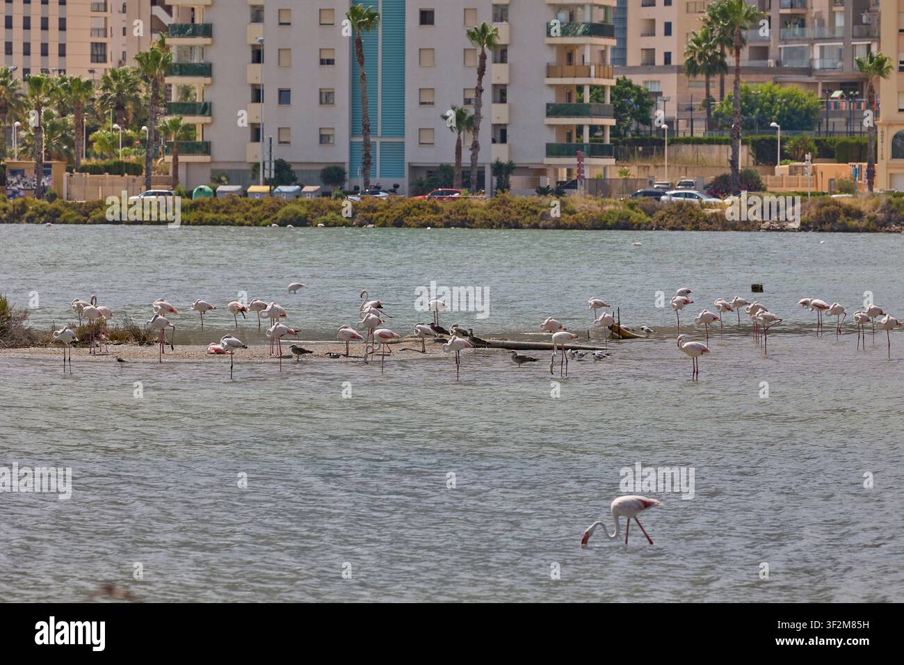 Flamingos füttern in einer Lagune mit der Skyline von Calpe und blauem Himmel in Spanien. Stockfoto