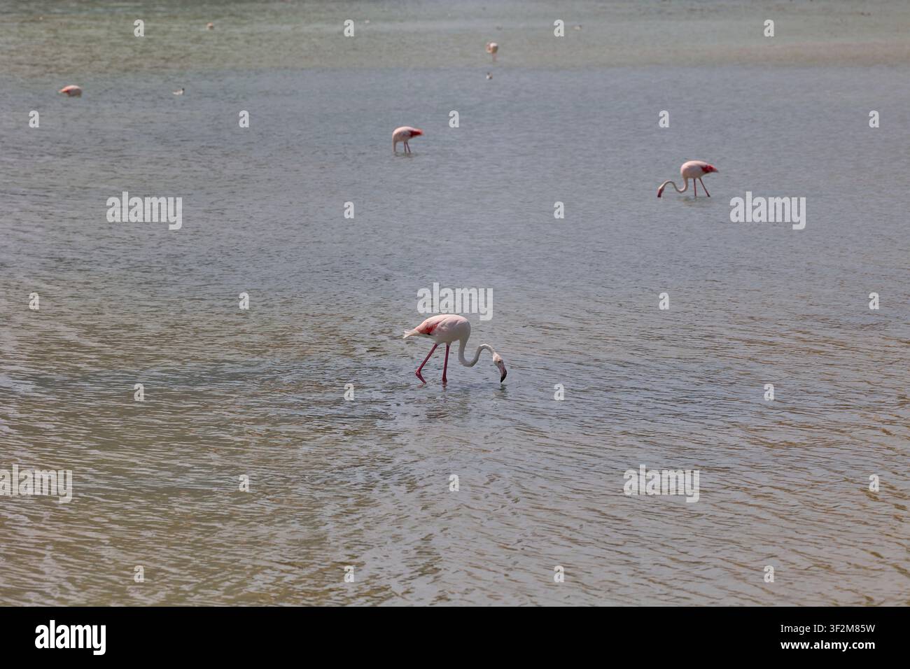 Flamingos füttern in einer Lagune mit der Skyline von Calpe und blauem Himmel in Spanien. Stockfoto
