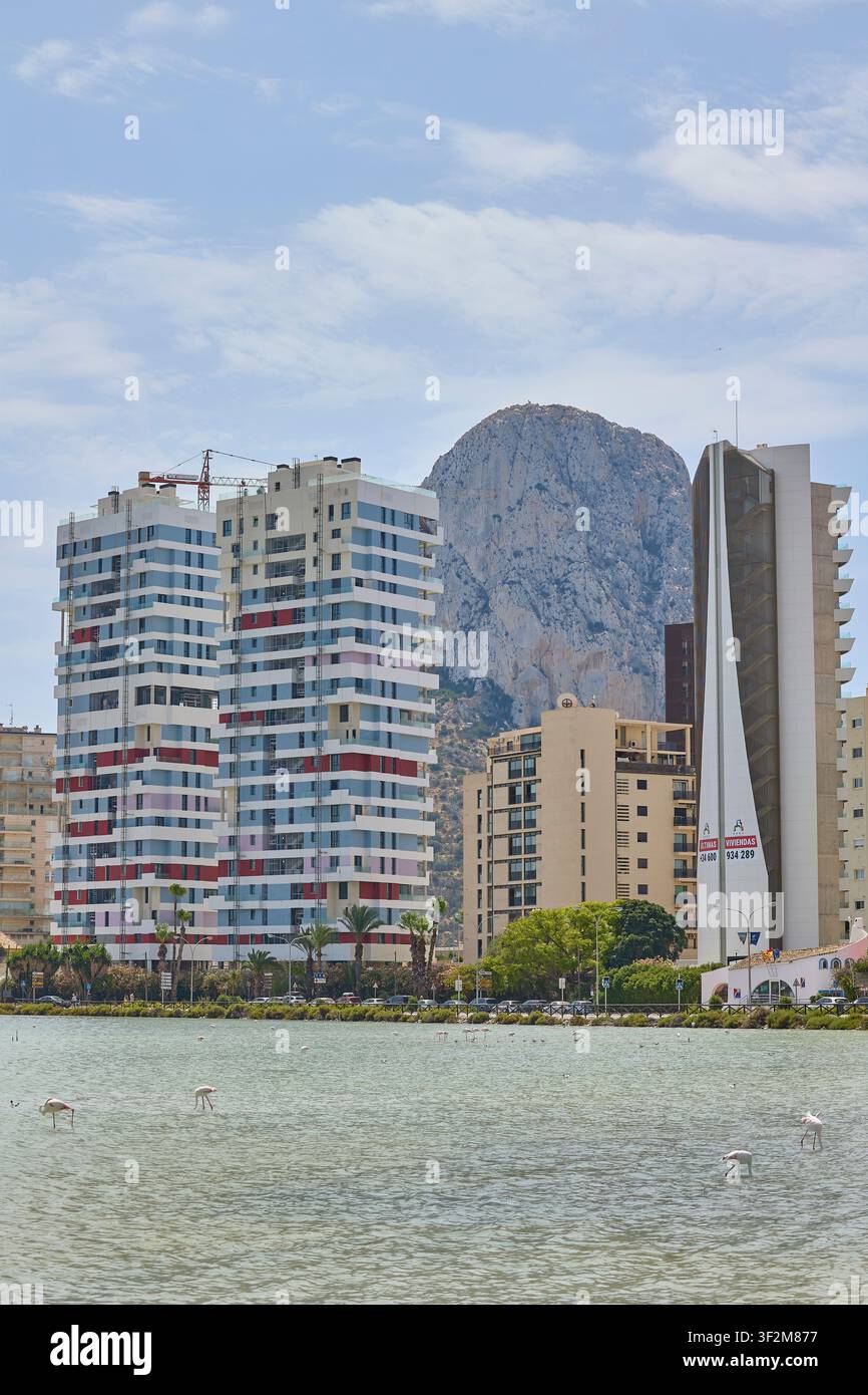 Flamingos füttern in der Lagune mit der Skyline von Calpe und blauem Himmel. Calpe, Spanien - 11. Juli 2026. Stockfoto