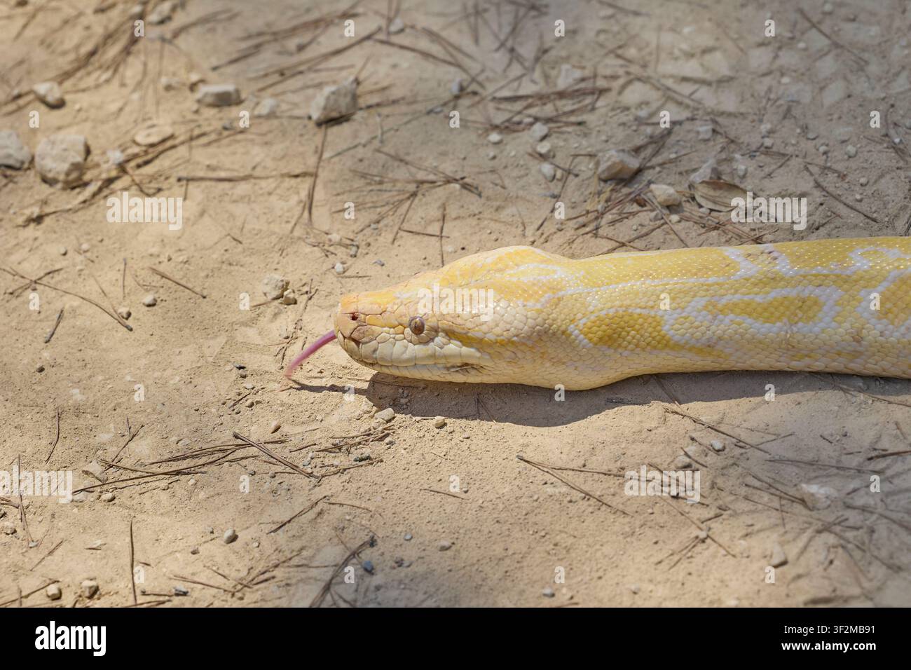 Nahaufnahme einer albinischen Burmesischen Python, die auf trockenem Boden ruht. Stockfoto