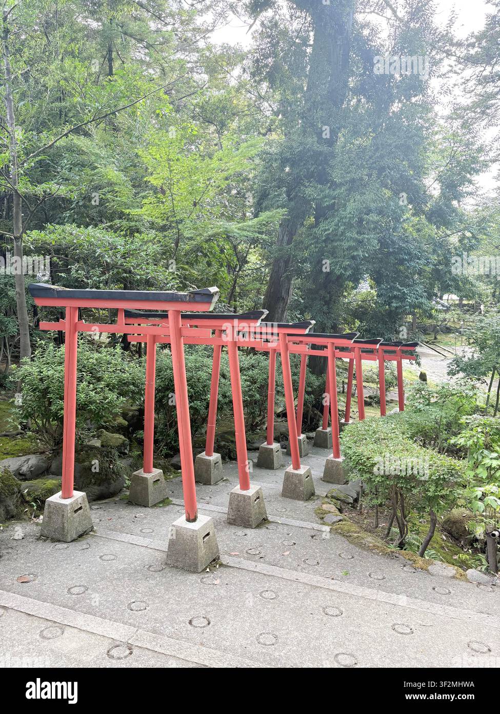 3. September 2025, Japan – Reihe roter Vermillion-Torii-Tore säumt einen Steinpfad an einem japanischen Shinto-Schrein, umgeben von dichtem grünem Zedernwald. - Smartphone-aufgenommenes Stockfoto