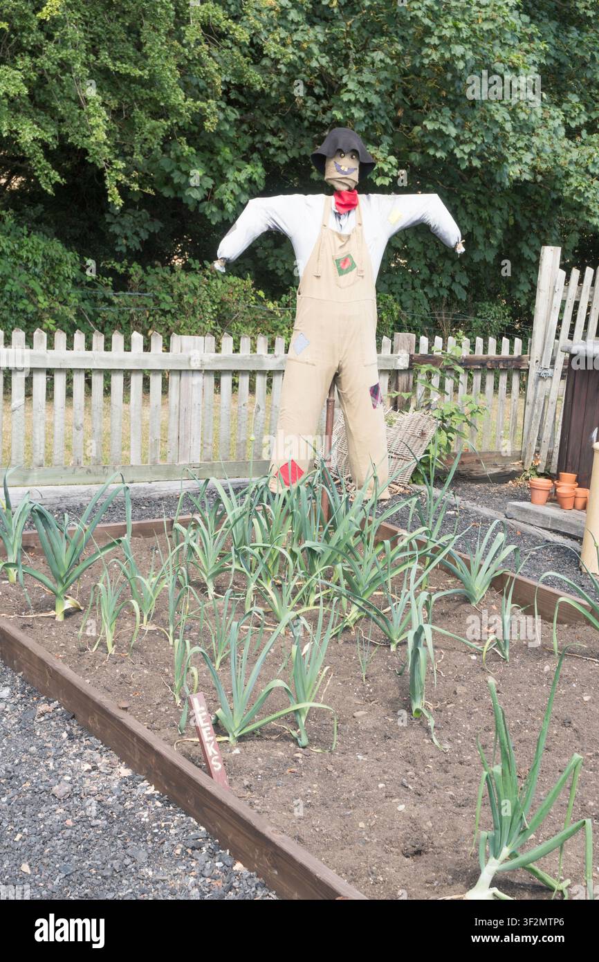 Eine Vogelscheuche bewacht Lauchpflanzen im Garten am Bahnhof Rowley im Beamish Museum. Stockfoto