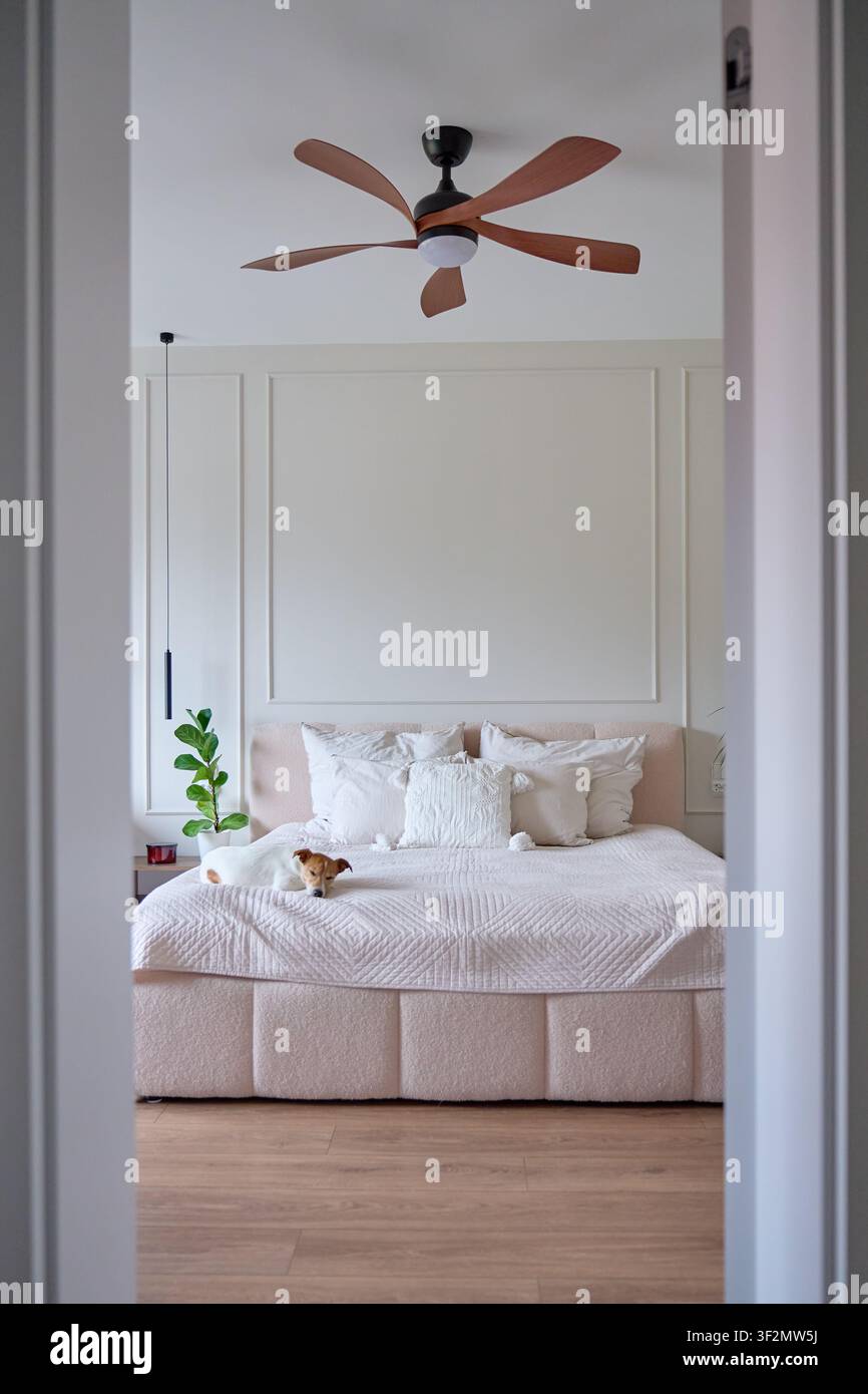 Deckenventilator über dem Bett in einem modernen Schlafzimmer installiert, mit einem Hund, der auf dem Bett ruht. Konzept von Heimkühlung und haustierfreundlichem Wohnen Stockfoto
