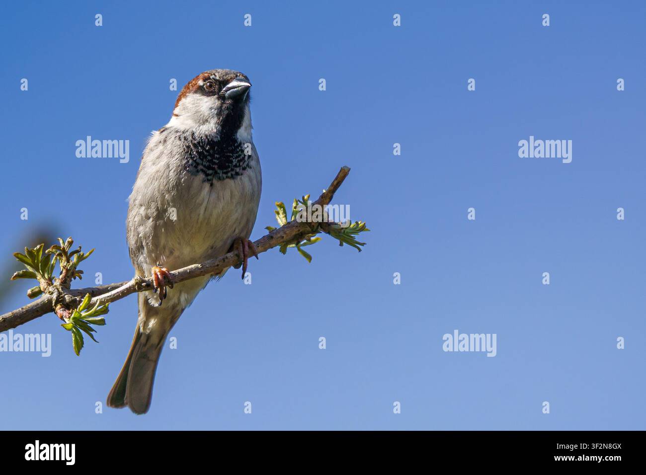 Eine horizontale Nahaufnahme eines Wildtierfotos von einem kleinen braunen Haussperling, der vertikal auf einem schlanken Zweig vor einem klaren blauen Himmelhintergrund sitzt Stockfoto