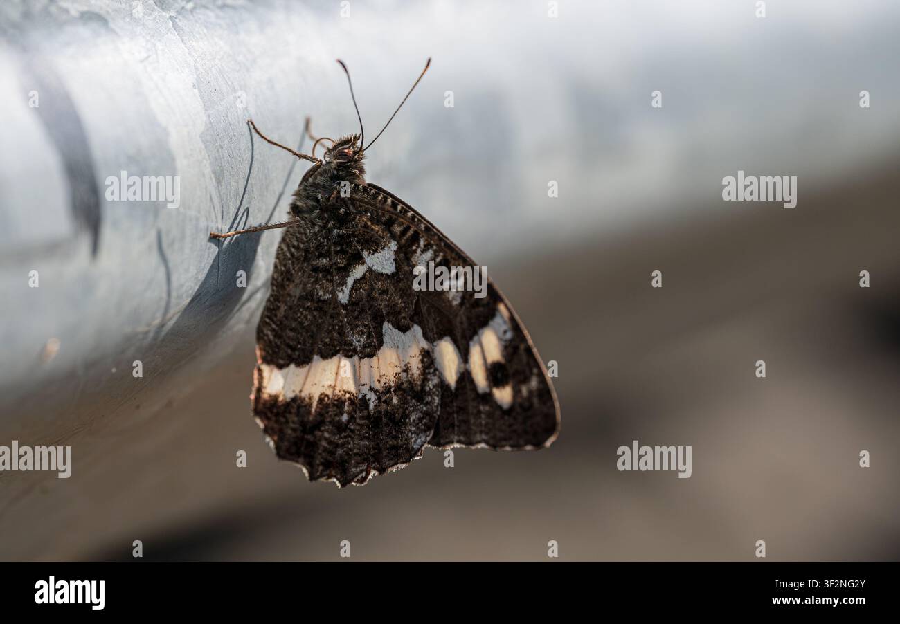 Wald-Eisvogel-Schmetterling, der mit zusammengeklappten Flügeln auf einer grauen Metalloberfläche ruht Stockfoto