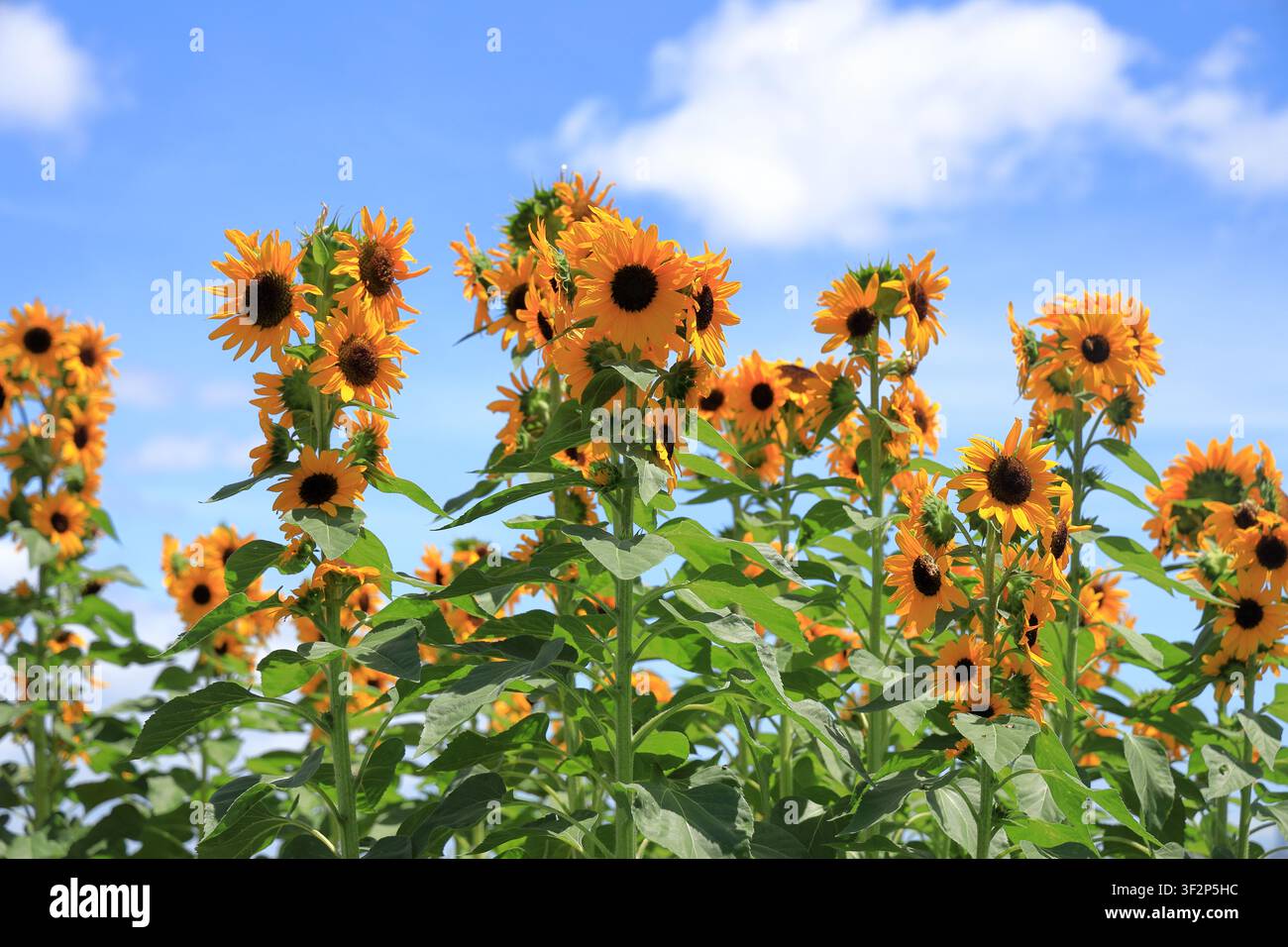 Sonnenfeld unter dem blauen Himmel (Sunfinity) Stockfoto