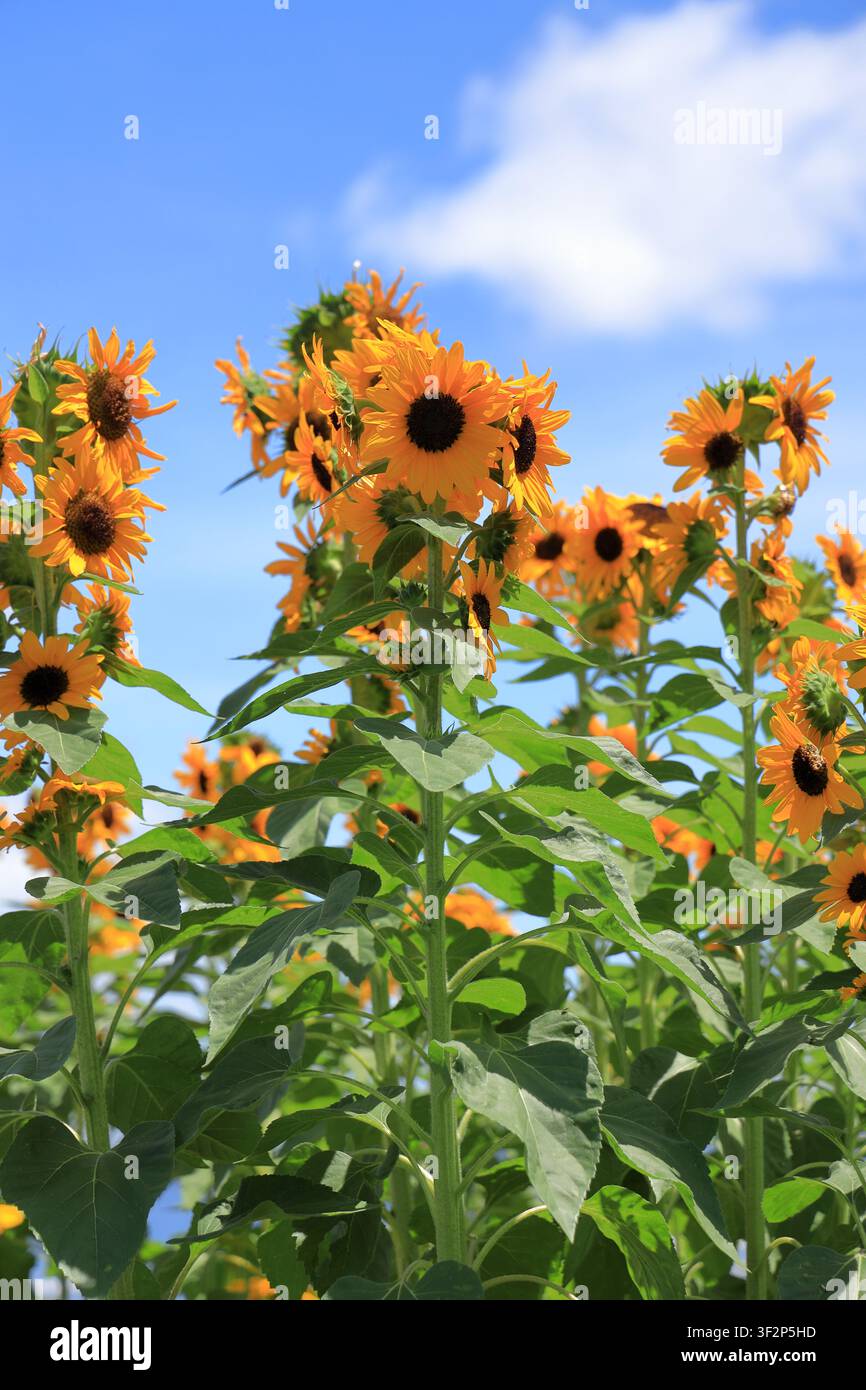 Sonnenfeld unter dem blauen Himmel (Sunfinity) Stockfoto