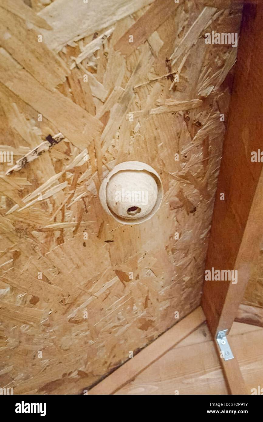 Ein Wespennest ist an der Innenrohbaukonstruktion eines Holzschuppens angebracht, der aus OSB-Platten (orientierte Strohboards) besteht. Stockfoto