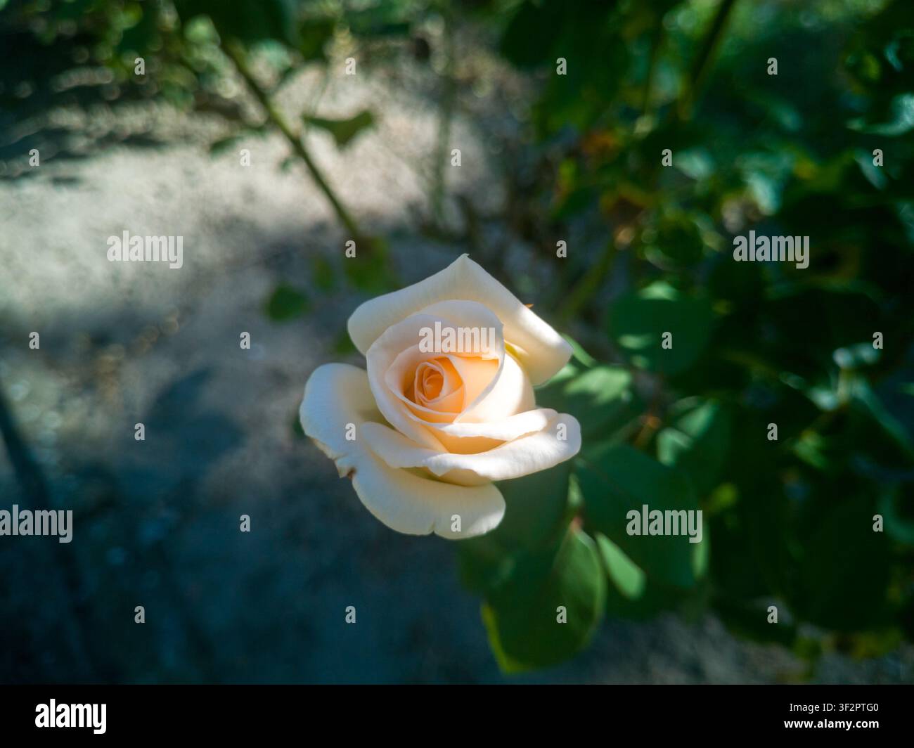 Eine junge Pfirsich- und cremefarbene Gartenrosenknospe, die sich öffnet, schöner eleganter Julia Renaissance Hybrid-Teerosenkopf in einem sonnigen Park. Stockfoto