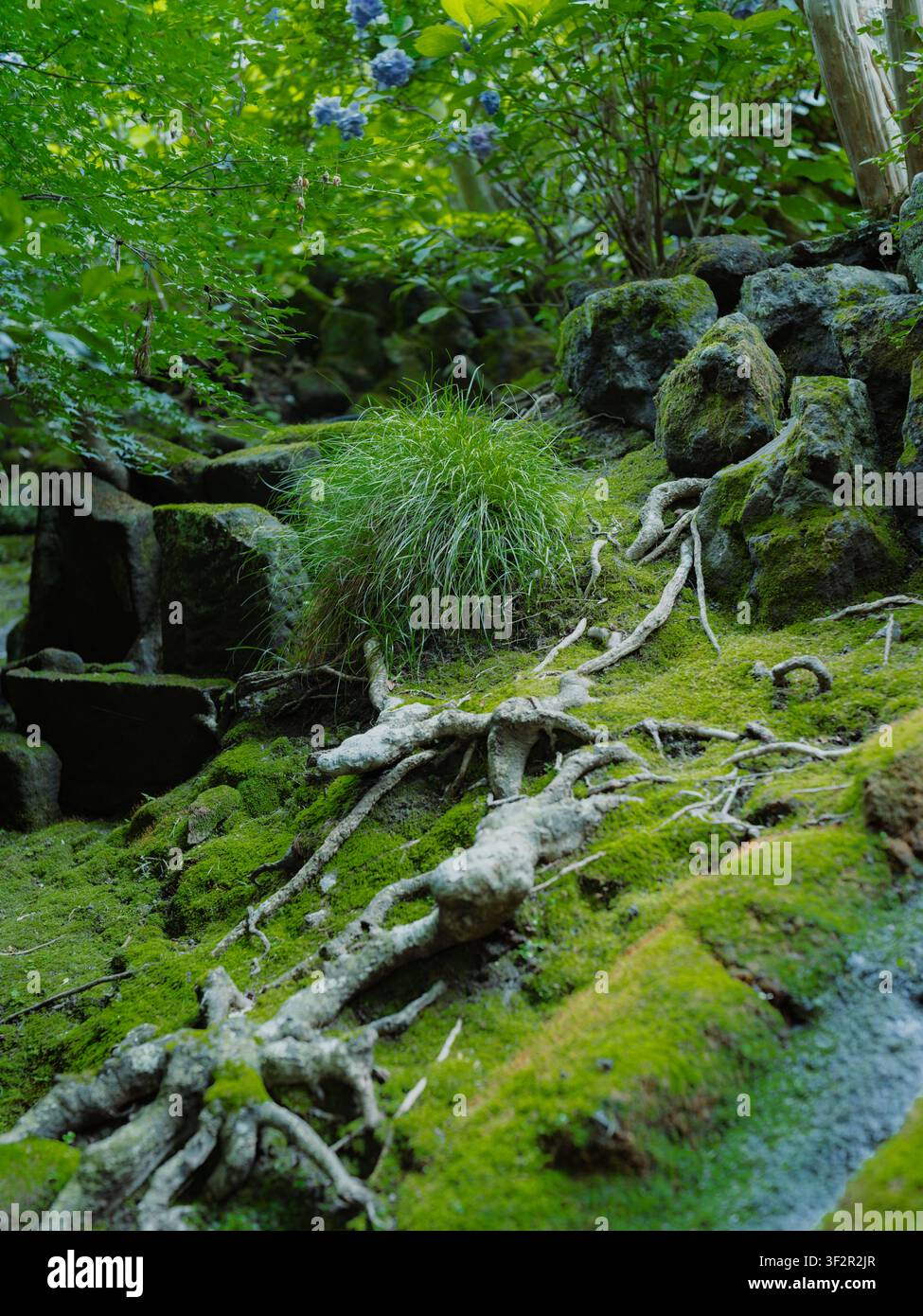 Sattgrünes Moos bedeckt Baumwurzeln und Felsen auf dem Gelände des Sugimoto-dera-Tempels in Kamakura Stockfoto