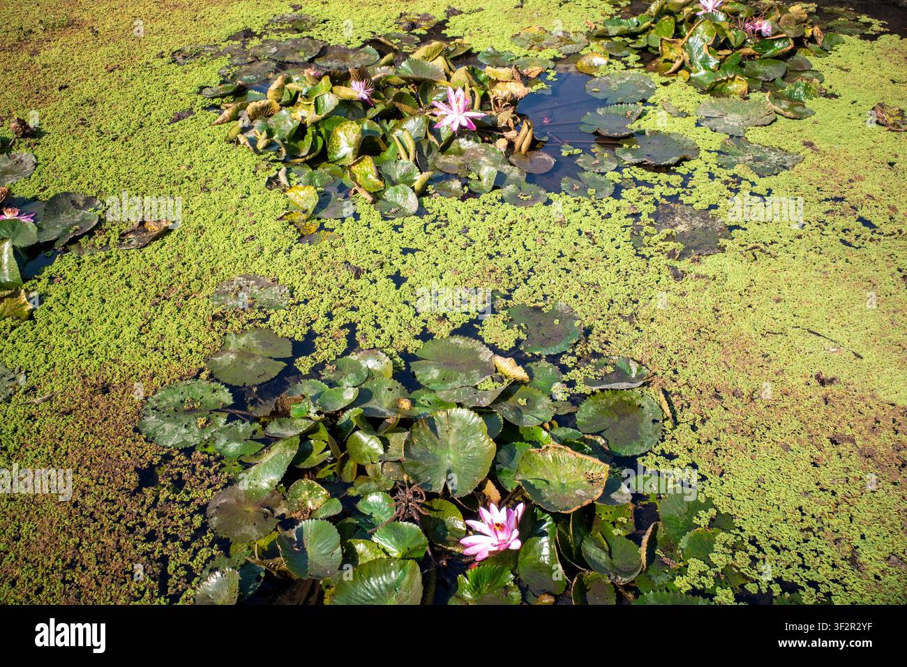 Rosa Seerose, Bunga Teratai, Nymphaea Rubra (Pubescens) in einem künstlichen Becken. Stockfoto