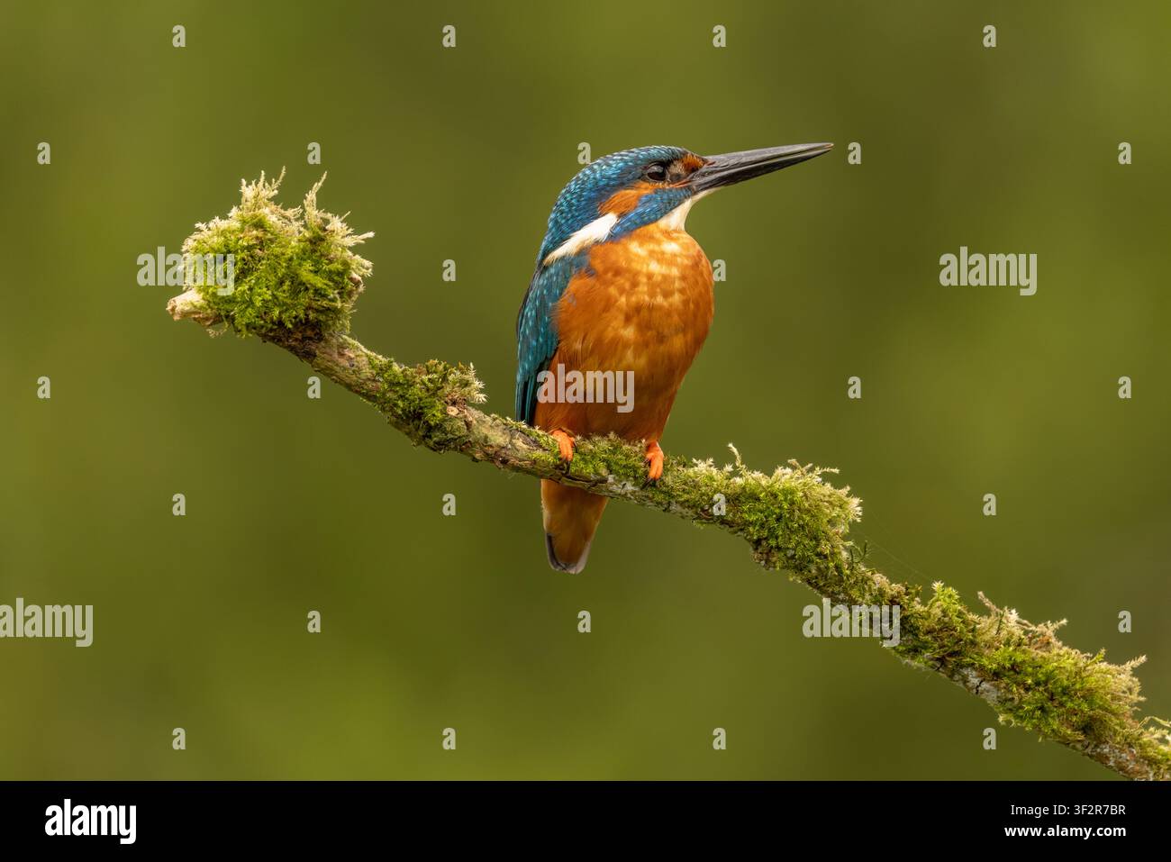 Eisvogel, der auf einem Ast im Vereinigten Königreich sitzt, mit lebhaftem Gefieder und einem natürlichen unscharfen Hintergrund. Stockfoto