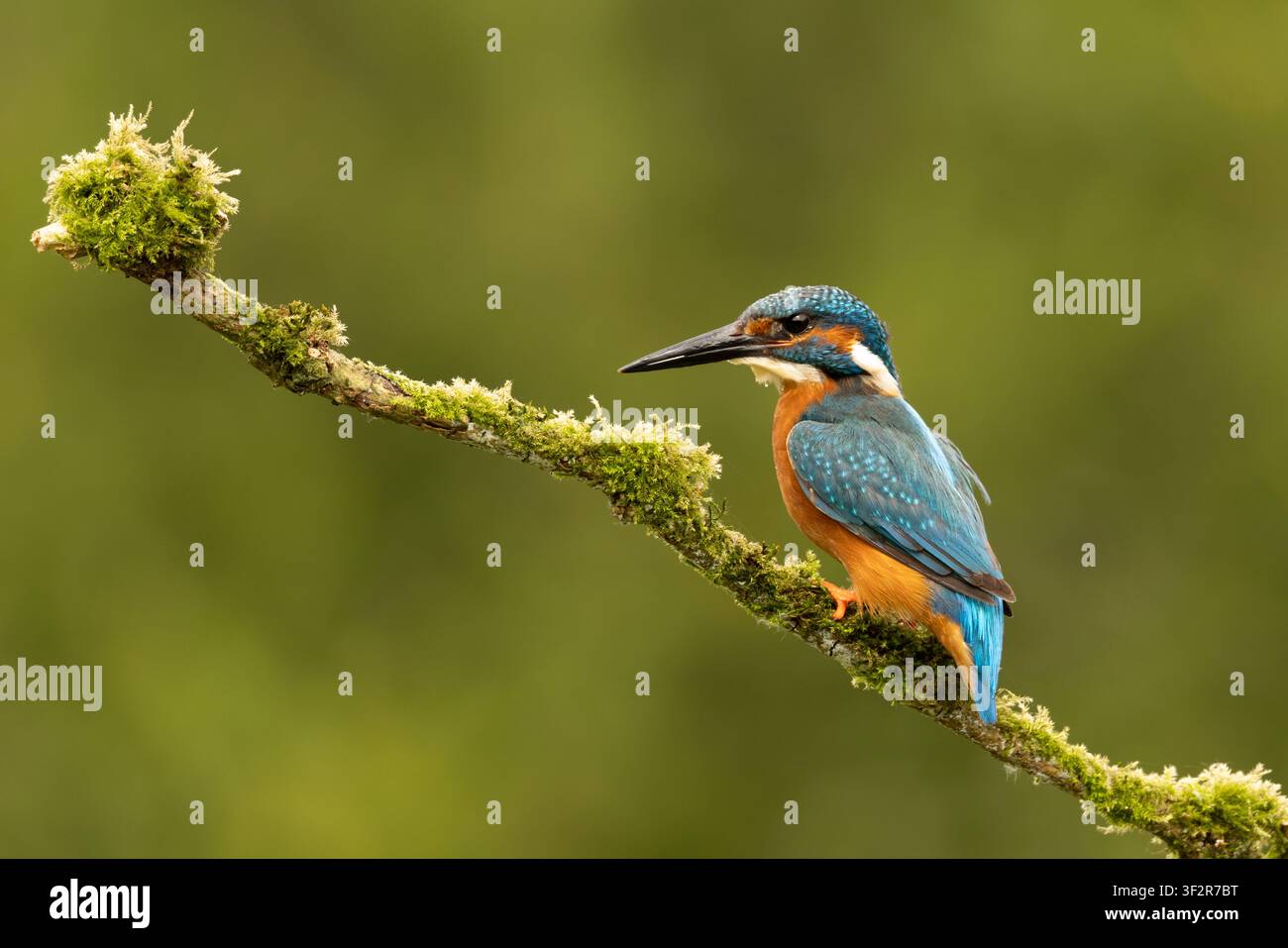 Eisvogel, der auf einem Ast im Vereinigten Königreich sitzt, mit lebhaftem Gefieder und einem natürlichen unscharfen Hintergrund. Stockfoto
