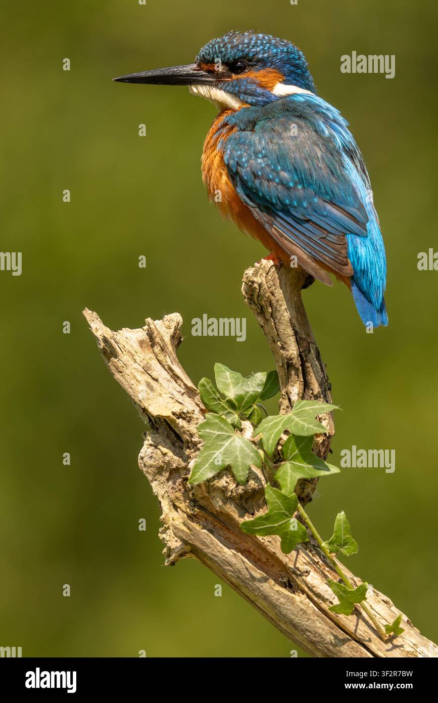 Eisvogel, der auf einem Ast im Vereinigten Königreich sitzt, mit lebhaftem Gefieder und einem natürlichen unscharfen Hintergrund. Stockfoto