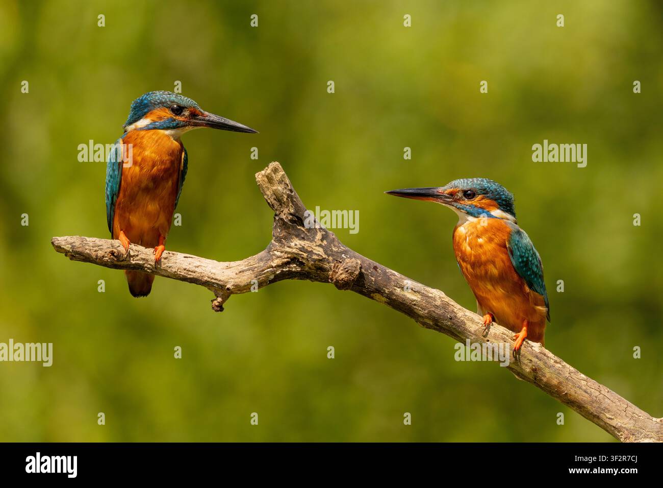 Eisvogel, der auf einem Ast im Vereinigten Königreich sitzt, mit lebhaftem Gefieder und einem natürlichen unscharfen Hintergrund. Stockfoto