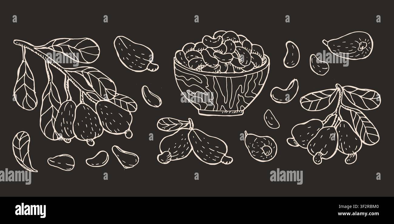 Vektor-Skizzen-Set mit Cashewnüssen. Fruchtillustration auf schwarzem Hintergrund. Vintage-Skizze von Cashewzweig und Blättern und Früchten. Weißer Umriss-Etzen-Illustration für Verpackung, Lebensmittelhintergrund Stock Vektor