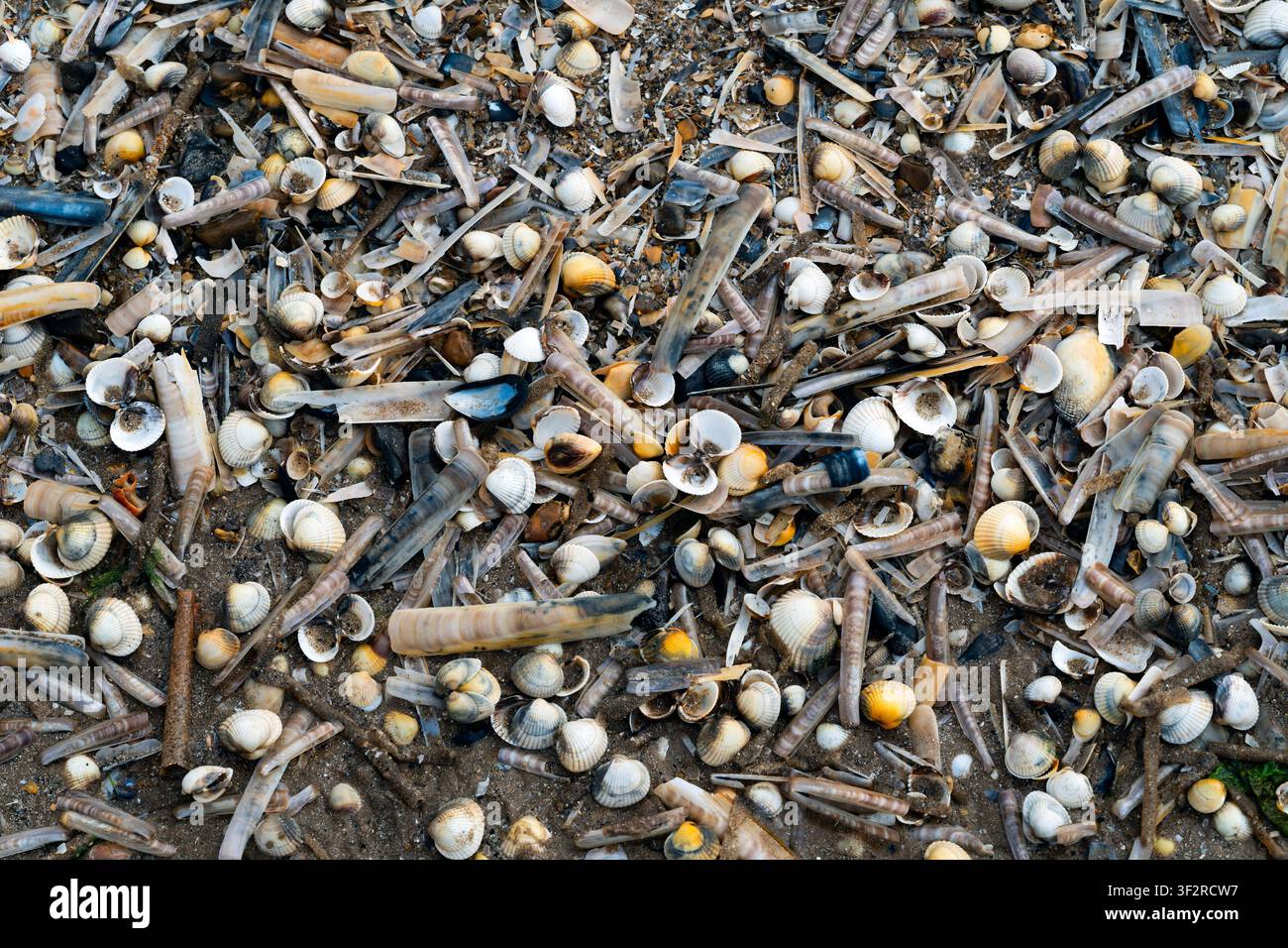 Eine Sammlung leerer Patronenhülsen an einem Strand in North Norfolk, UK Stockfoto