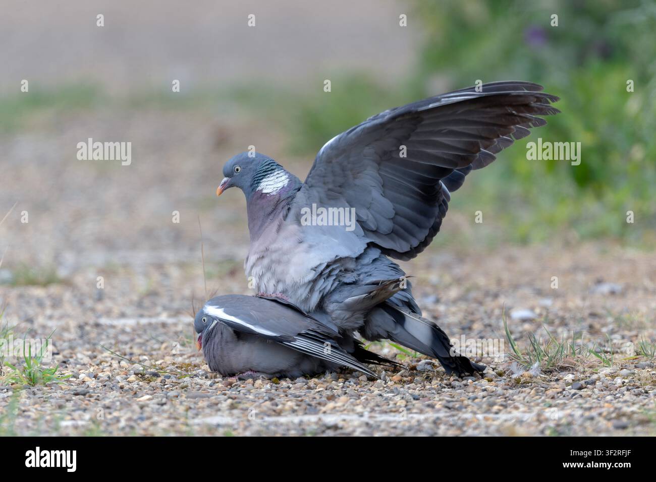 Ein Paar Feldsperlinge Columba palumbus, die am Boden in North Norfolk, UK, beim Paaren beobachtet werden Stockfoto