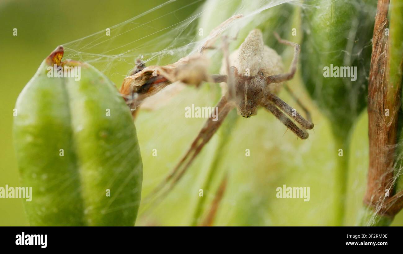 Eierschutzkokon der Weberspinne Pisaura mirabilis Pisauridae räuberische Spinne, die an der Saat der sibirischen Schwertlilie (Iris sibirica) ein Netz baut, sibirisches Schwertlingswiese Stockfoto