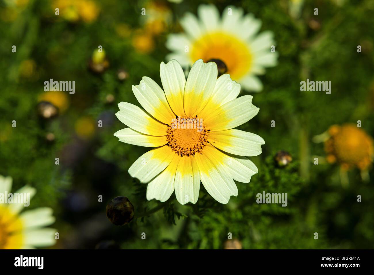 Essbare Kronenblume, Glebionis coronaria, Tempel von Segesta, Segesta, Sizilien, Italien Stockfoto