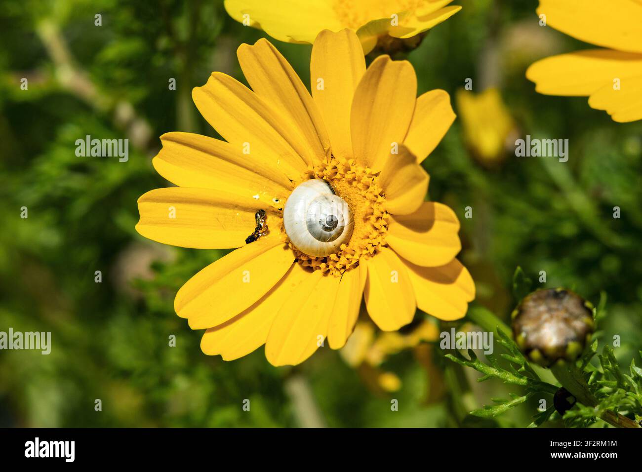 Kronenmarie, Glebionis coronaria + Schnecke, Tempio di Segesta, Segesta, Sizilien, Italien Stockfoto